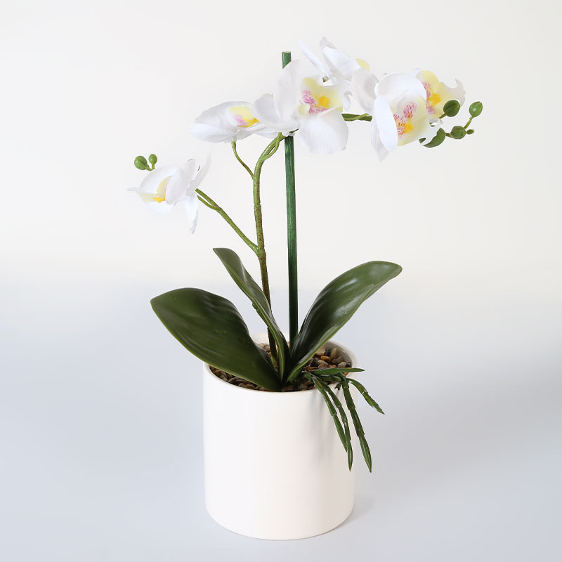 Phalaenopsis aphrodite