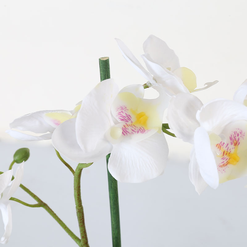 Single medium Phalaenopsis