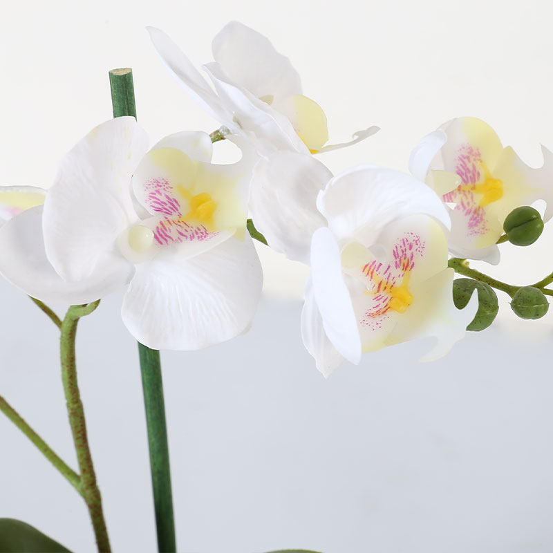 Phalaenopsis aphrodite