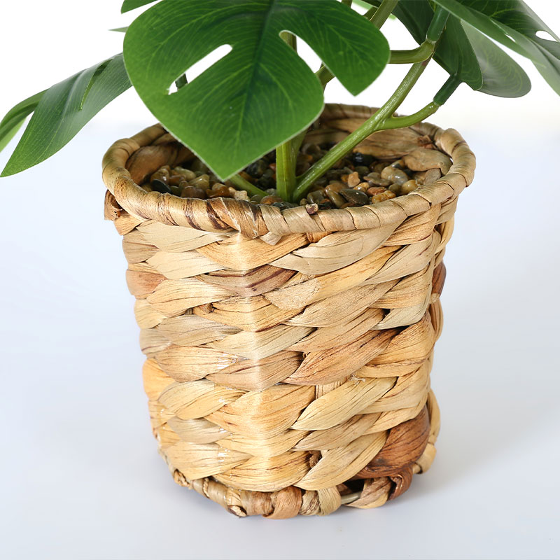 Simulate Monstera deliciosa