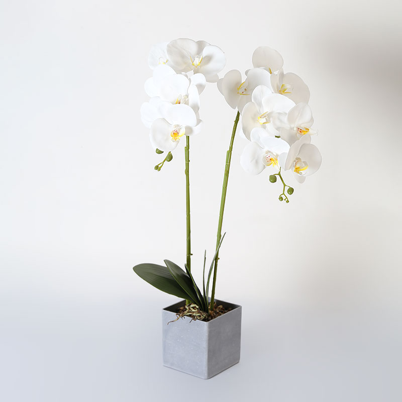 Phalaenopsis aphrodite