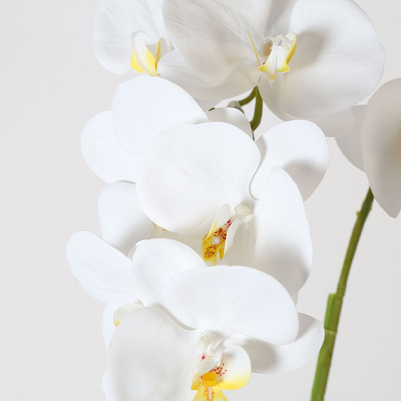 Phalaenopsis aphrodite