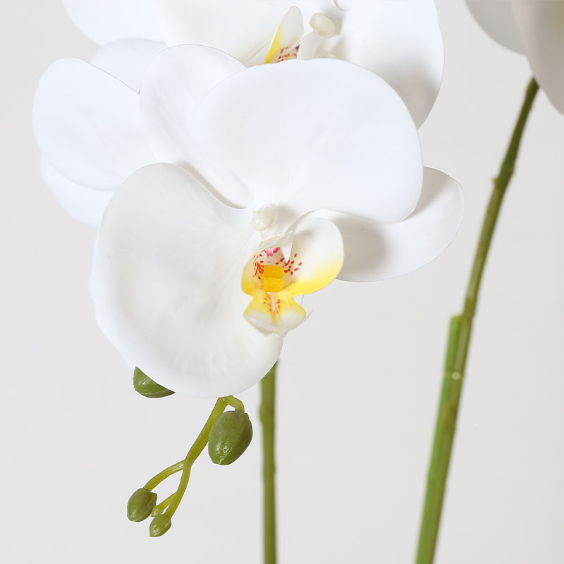 Single medium Phalaenopsis