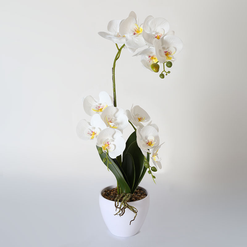 Single medium Phalaenopsis