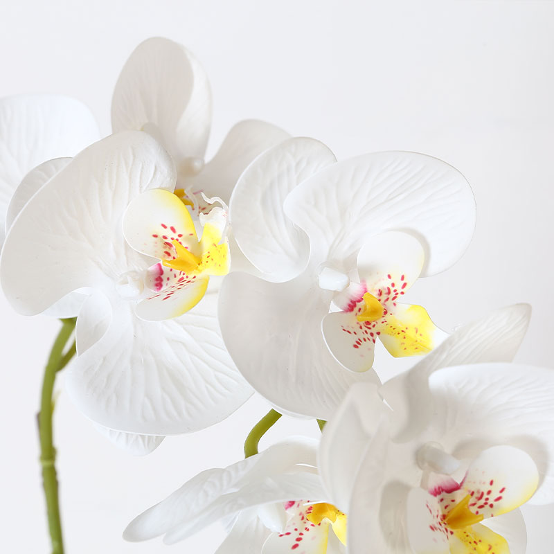 Single medium Phalaenopsis