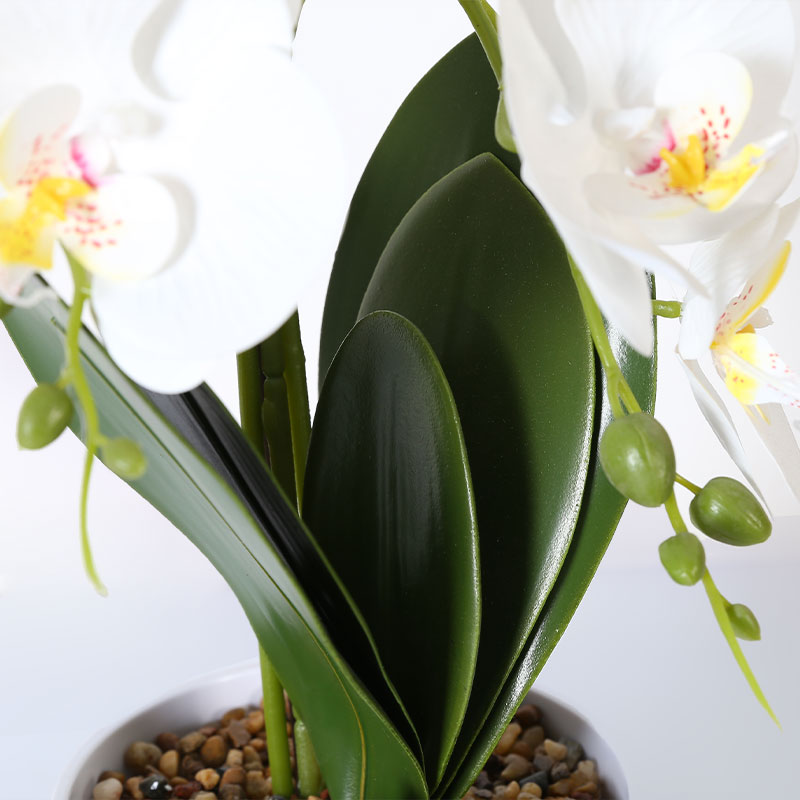 Single medium Phalaenopsis