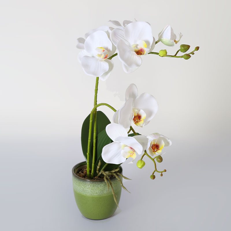 Medium Phalaenopsis