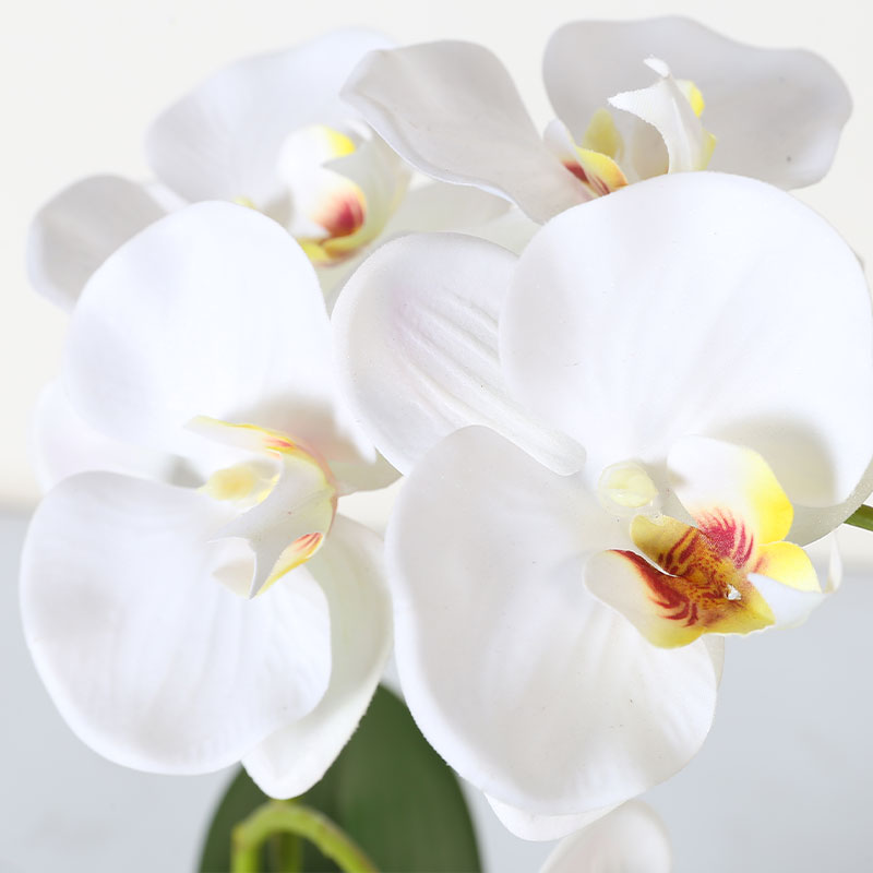 Medium Phalaenopsis