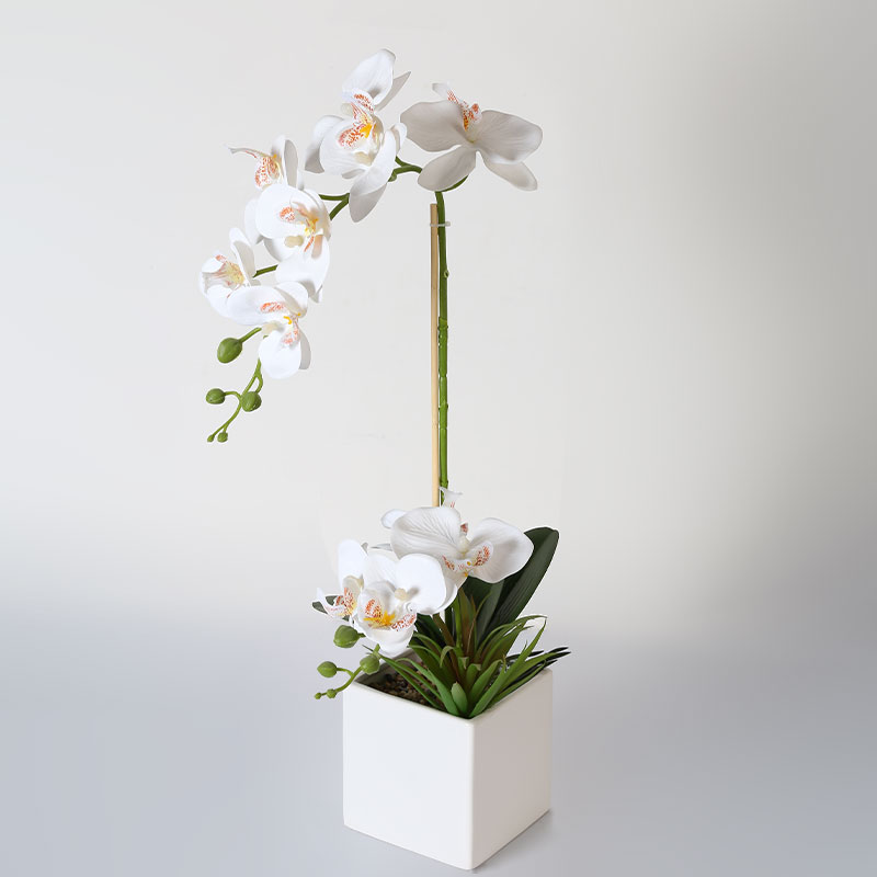 Single medium Phalaenopsis