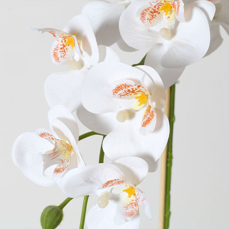 Single medium Phalaenopsis