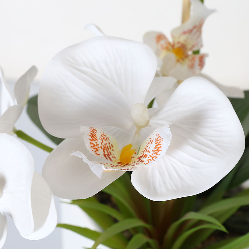 Single medium Phalaenopsis