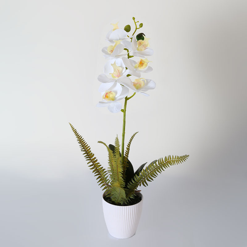 Single medium Phalaenopsis