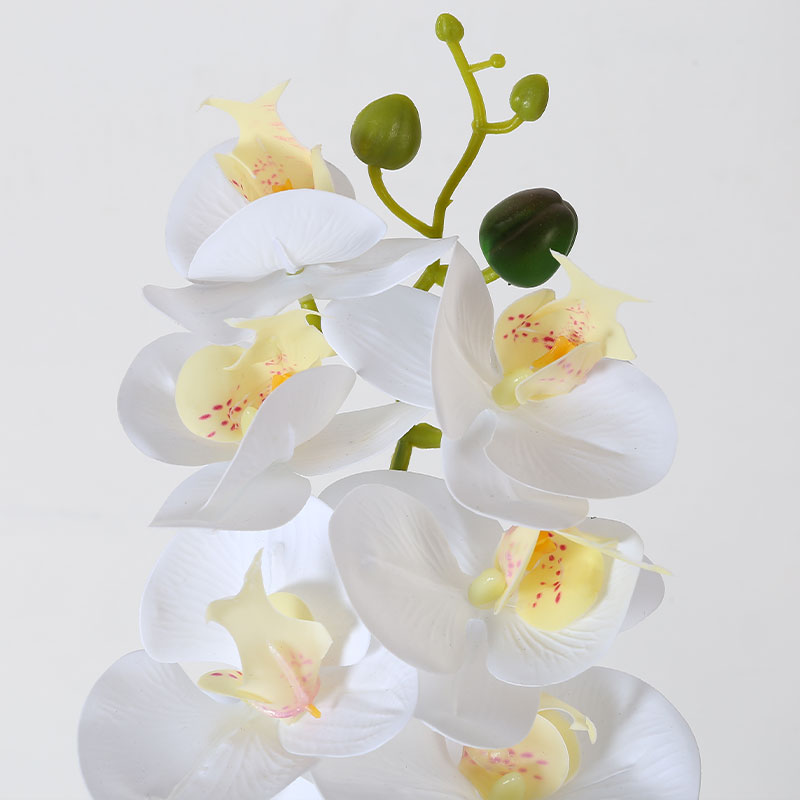 Phalaenopsis aphrodite