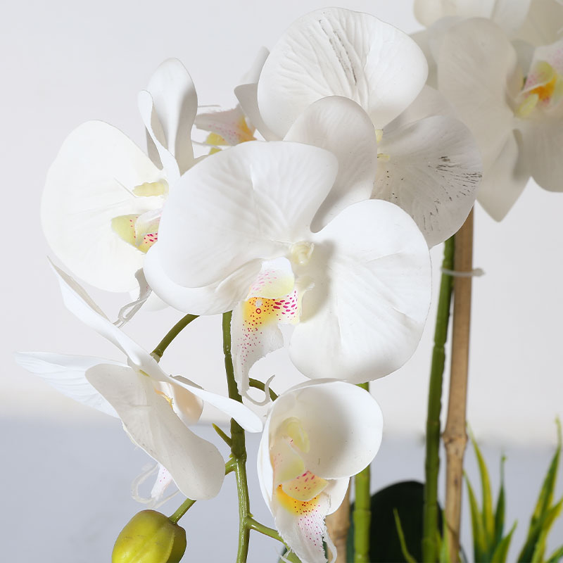 Double medium Phalaenopsis