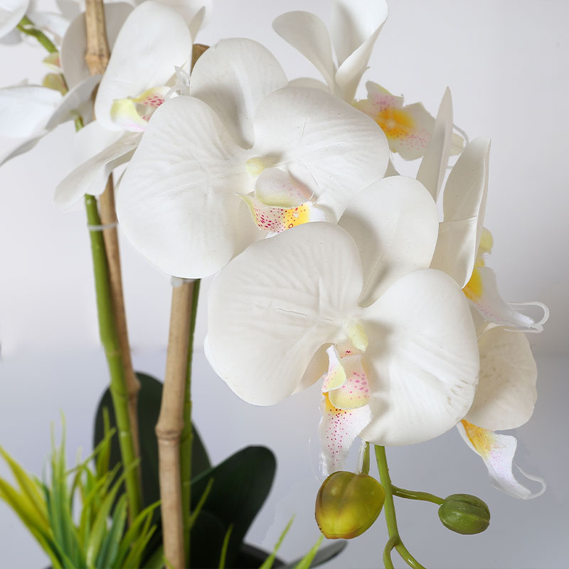 Single medium Phalaenopsis