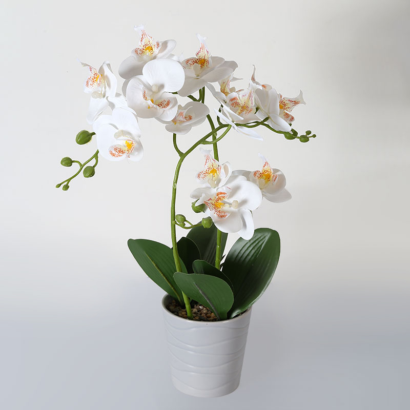 Double medium Phalaenopsis