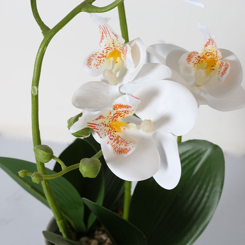 Single medium Phalaenopsis