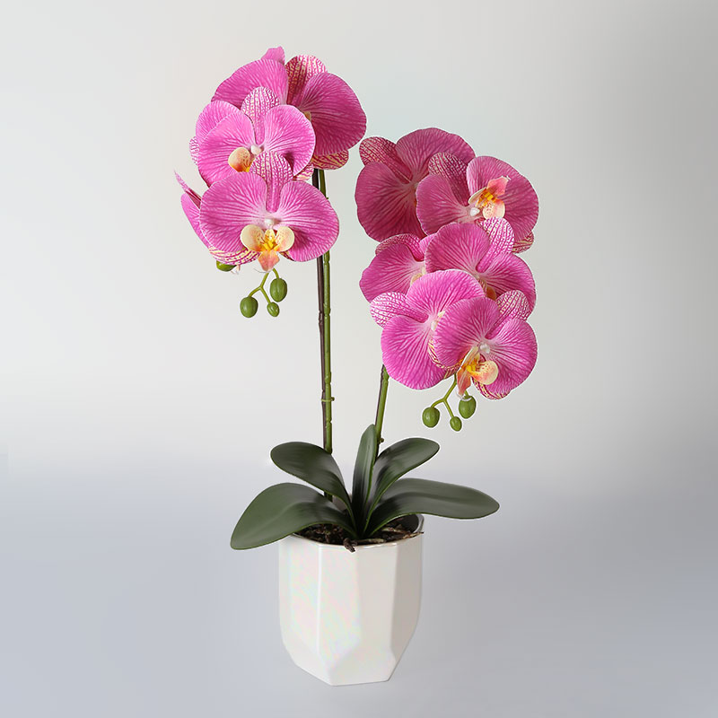 Double medium Phalaenopsis