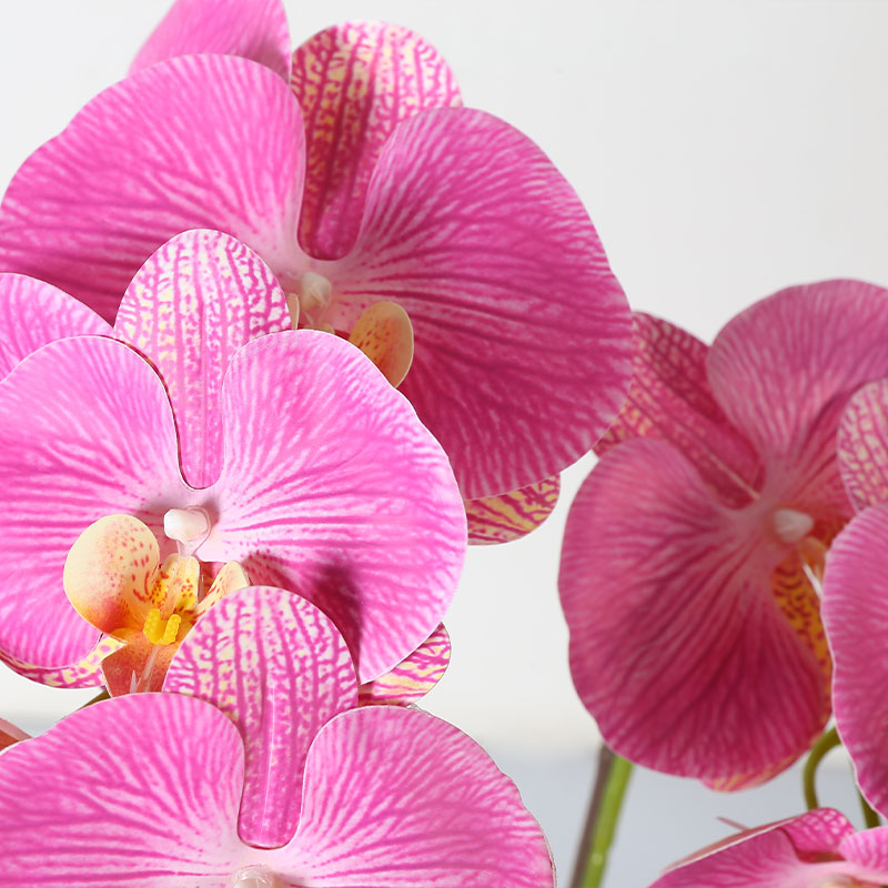 Double medium Phalaenopsis