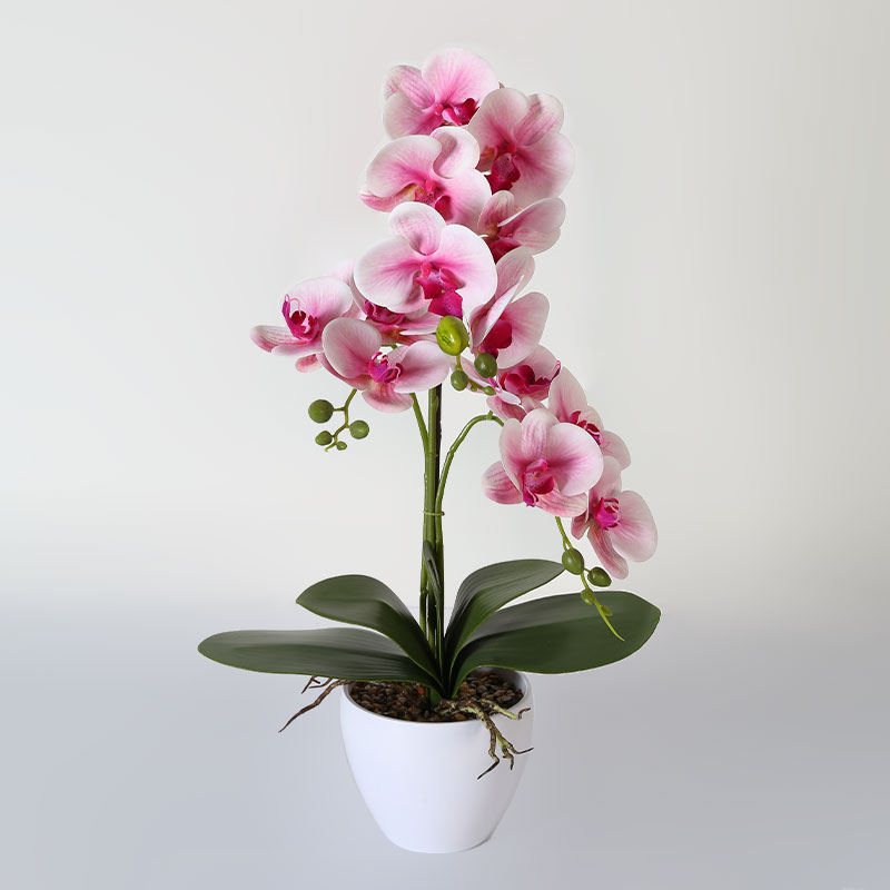 Single medium Phalaenopsis