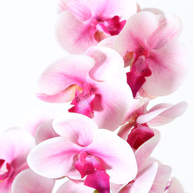 Single medium Phalaenopsis