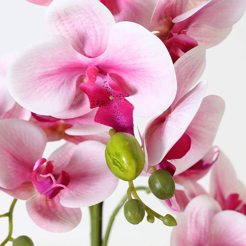 Single medium Phalaenopsis