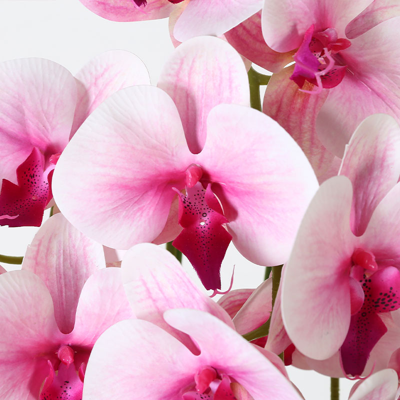 Many medium-sized Phalaenopsis