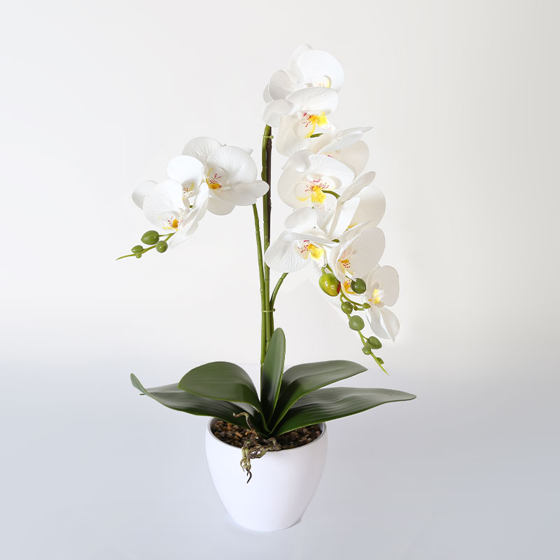 Many medium-sized Phalaenopsis