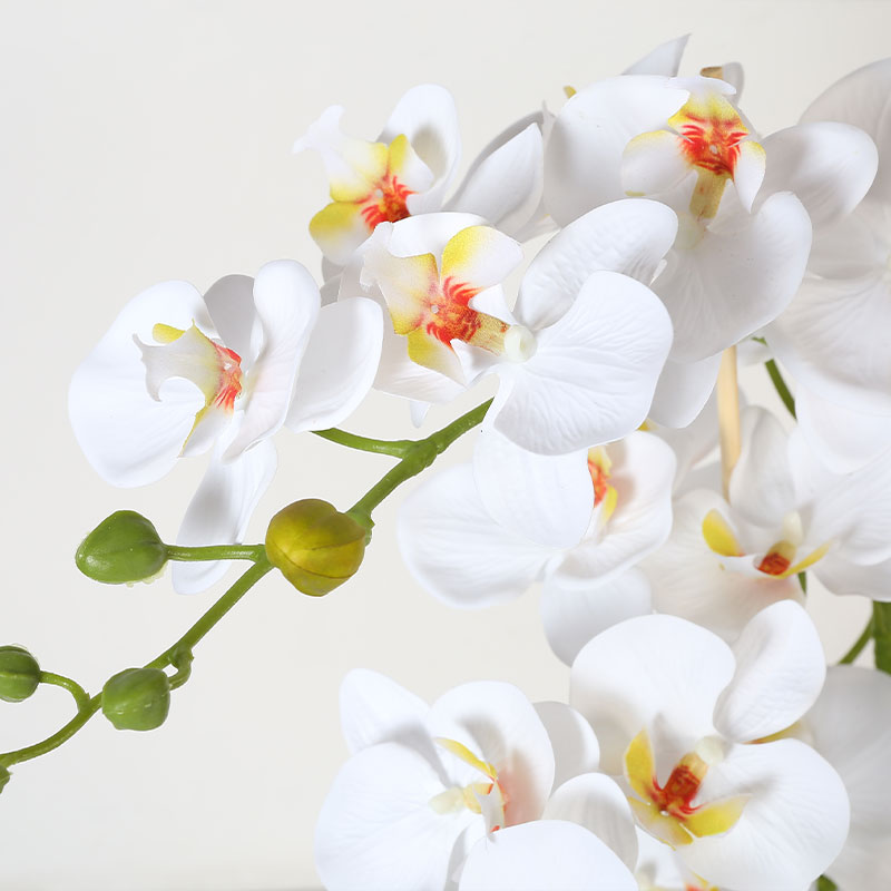 Many large Phalaenopsis