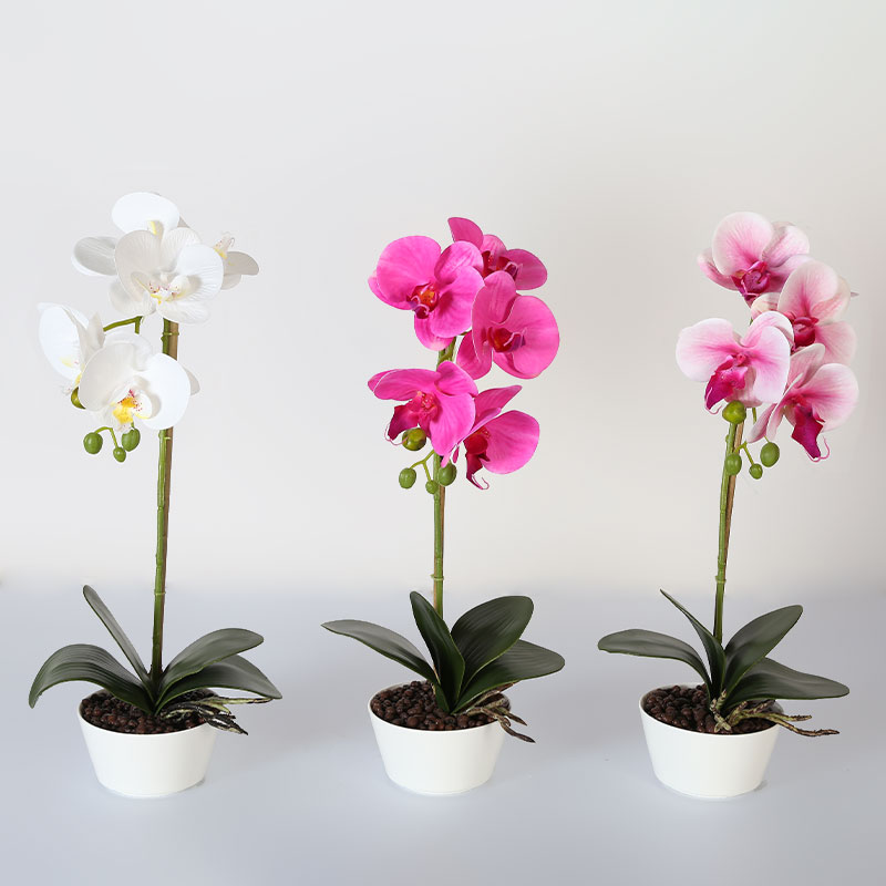 Many large Phalaenopsis