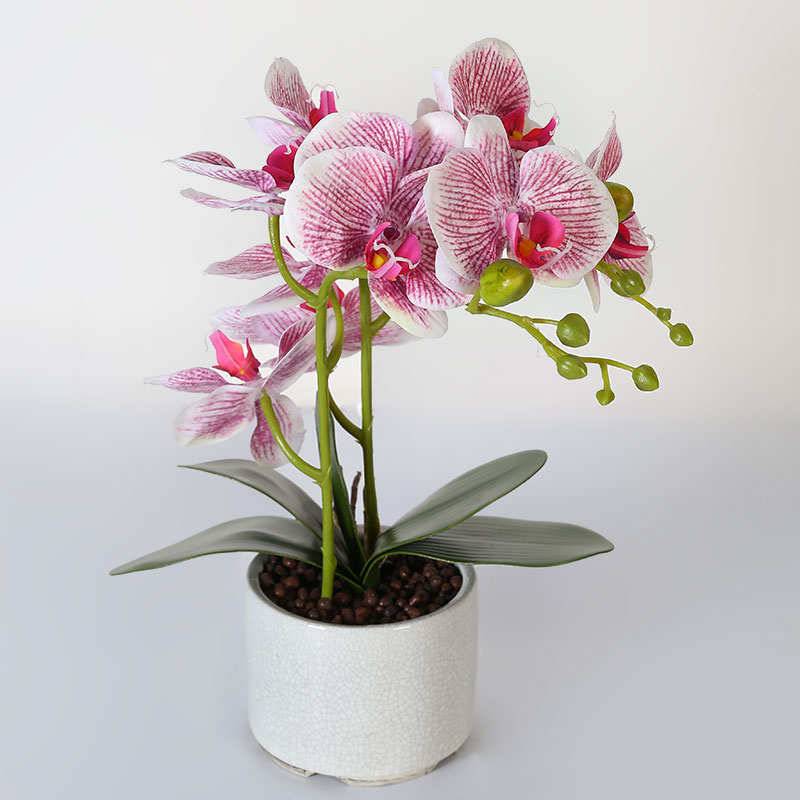 Phalaenopsis aphrodite