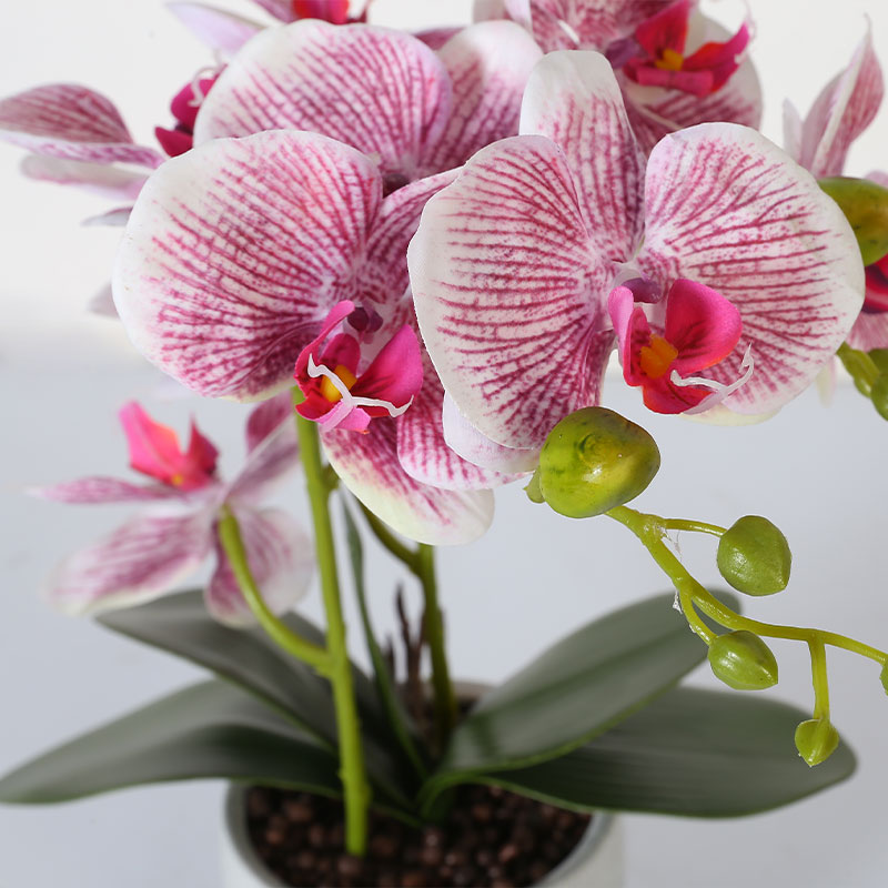 Phalaenopsis aphrodite