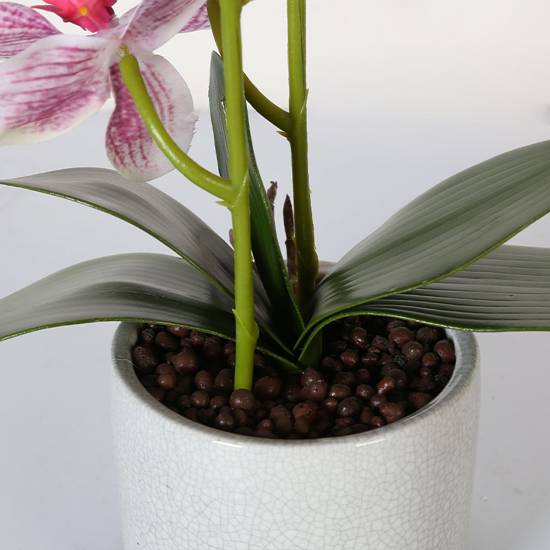 Single medium Phalaenopsis