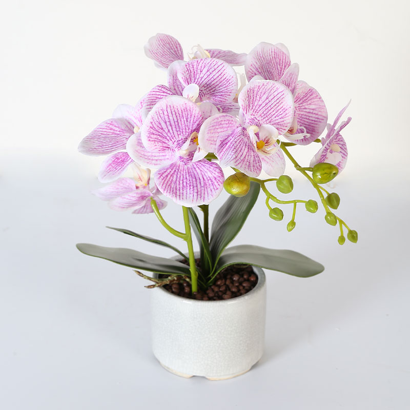 Many medium-sized Phalaenopsis