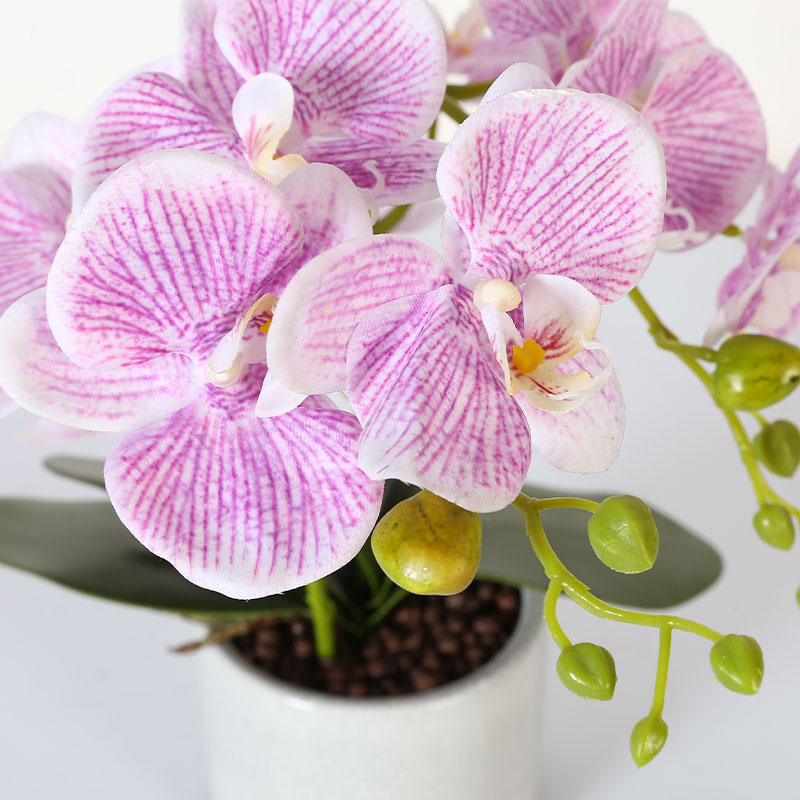 Many medium-sized Phalaenopsis