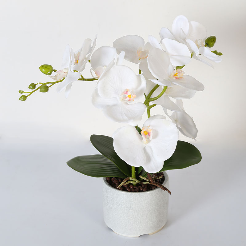 Double medium Phalaenopsis