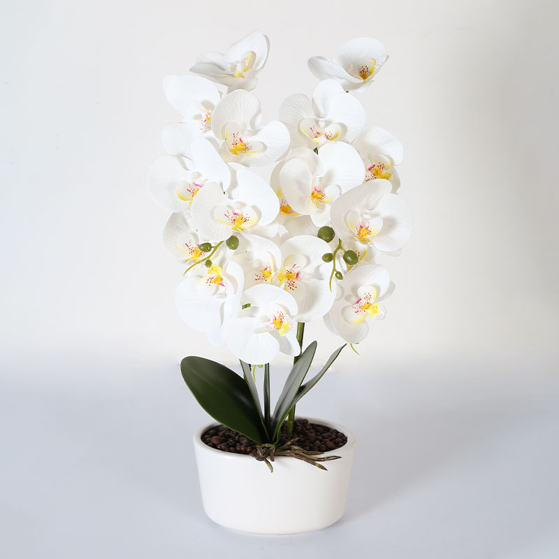 Many medium-sized Phalaenopsis