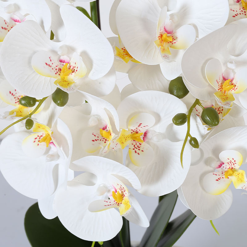 Double medium Phalaenopsis