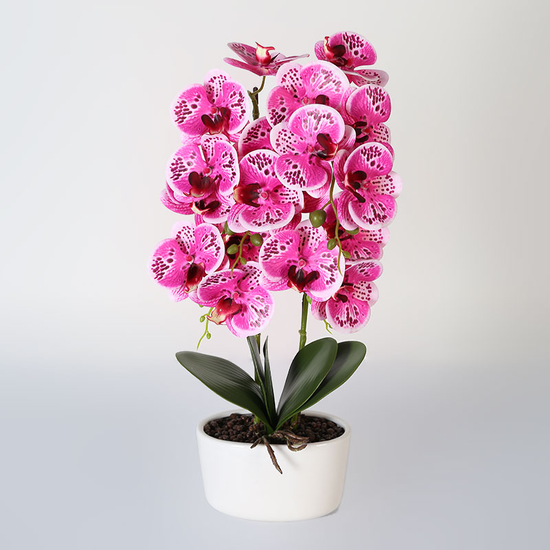 Many medium-sized Phalaenopsis