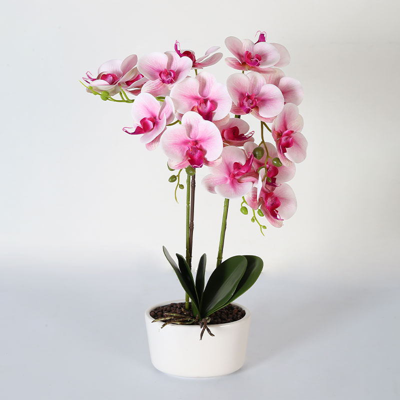 Double medium Phalaenopsis