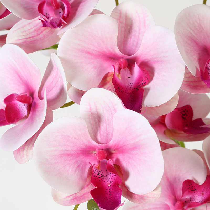 Double medium Phalaenopsis