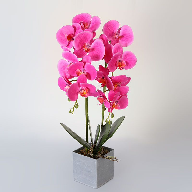 Double medium Phalaenopsis