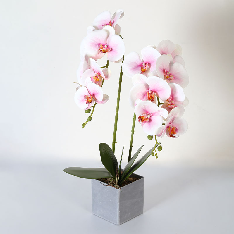 Double medium Phalaenopsis