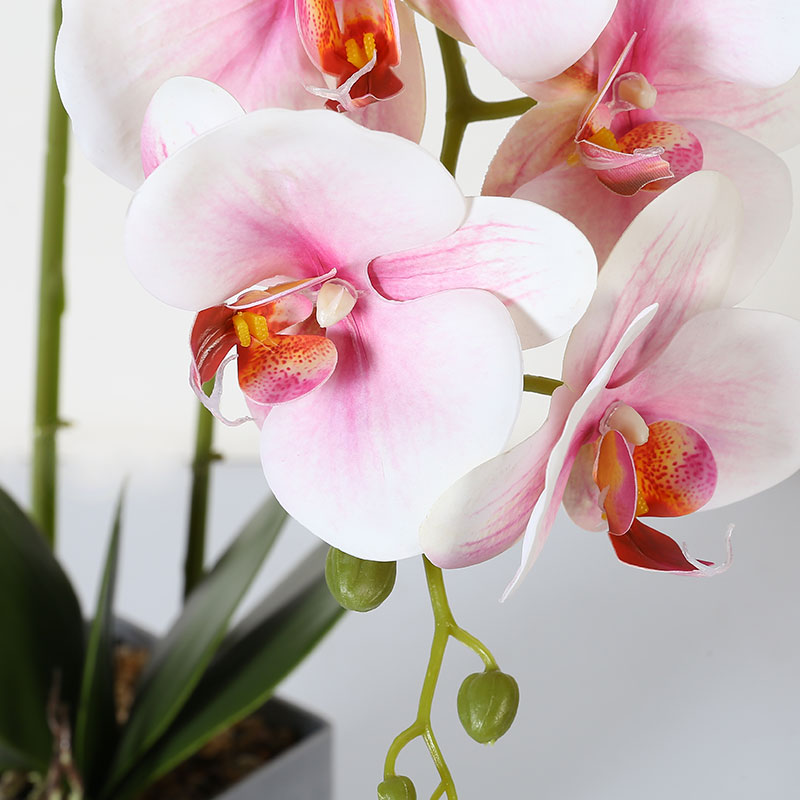 Double medium Phalaenopsis