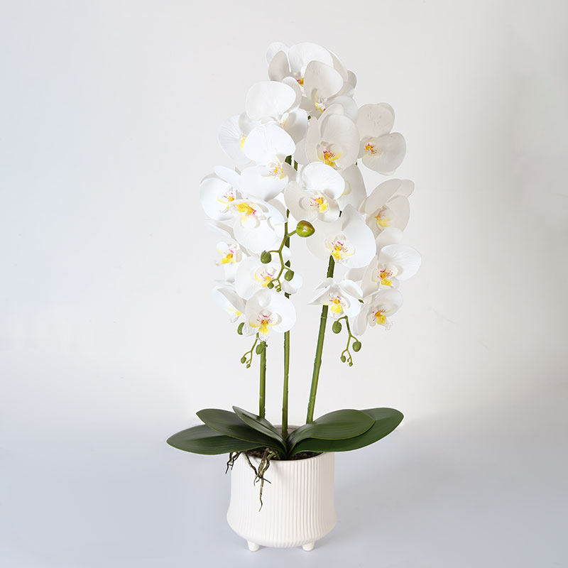 Double medium Phalaenopsis