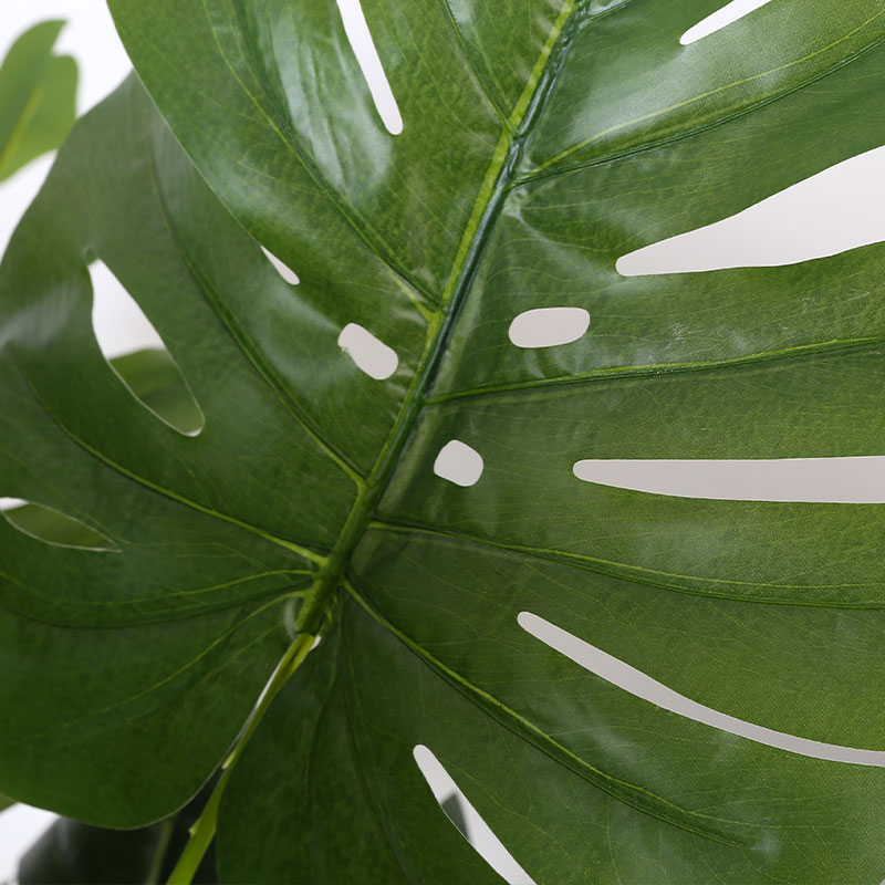 Monstera deliciosa