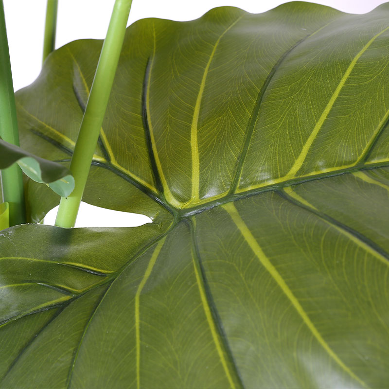 Simulate Monstera deliciosa