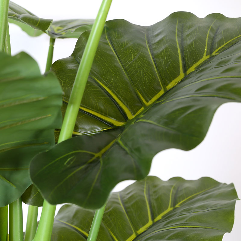 Simulate Monstera deliciosa