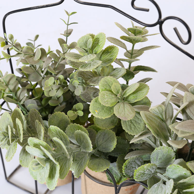 Round leaves, tea leaves, eucalyptus leaves