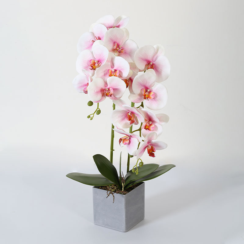 Double medium Phalaenopsis